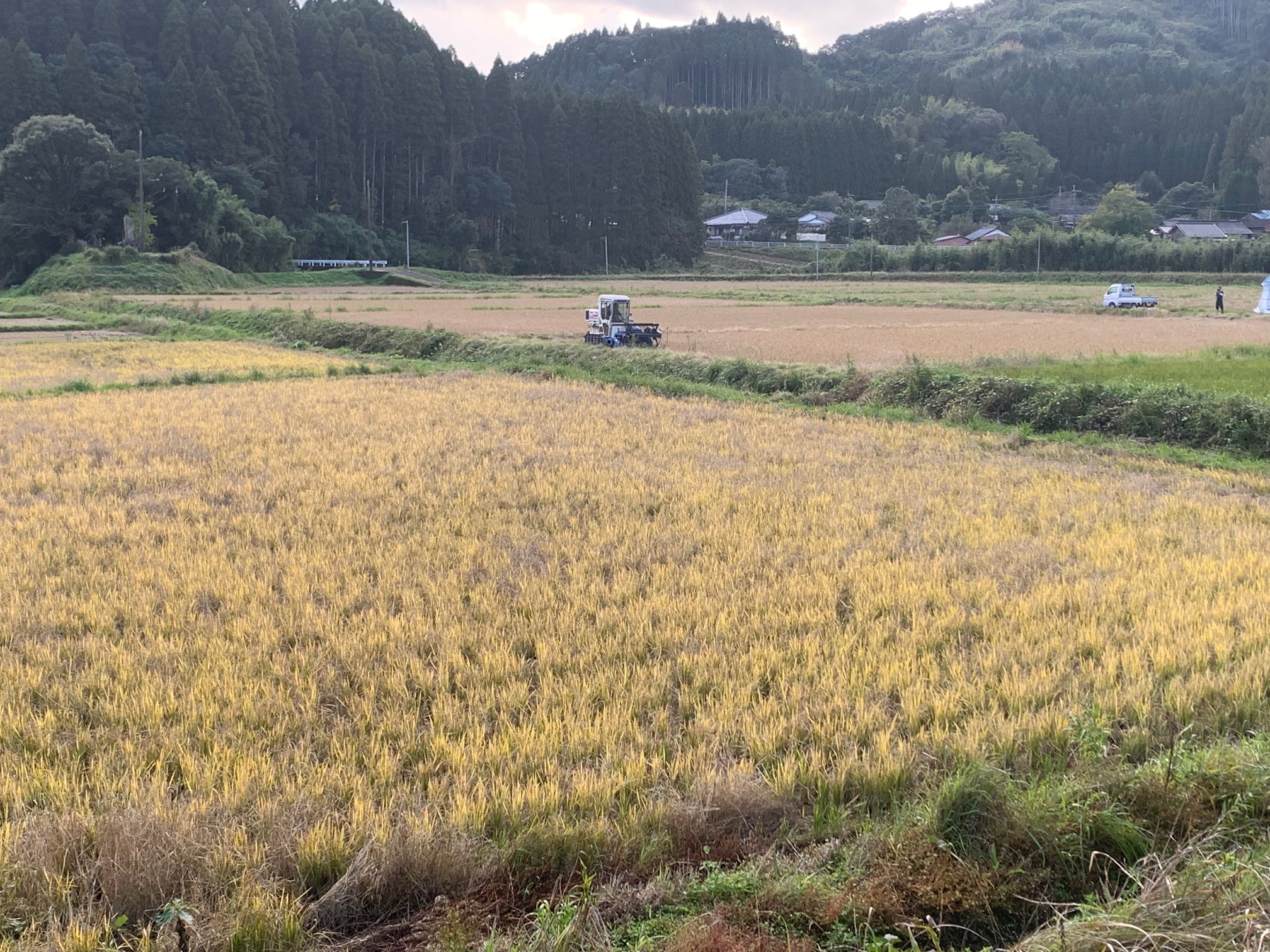 しって米（後穂米） - 下塚田ふるさと応援隊